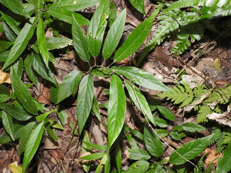 Sohmaea zonata photo 5
