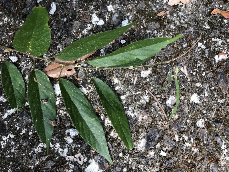 Sohmaea zonata photo 6