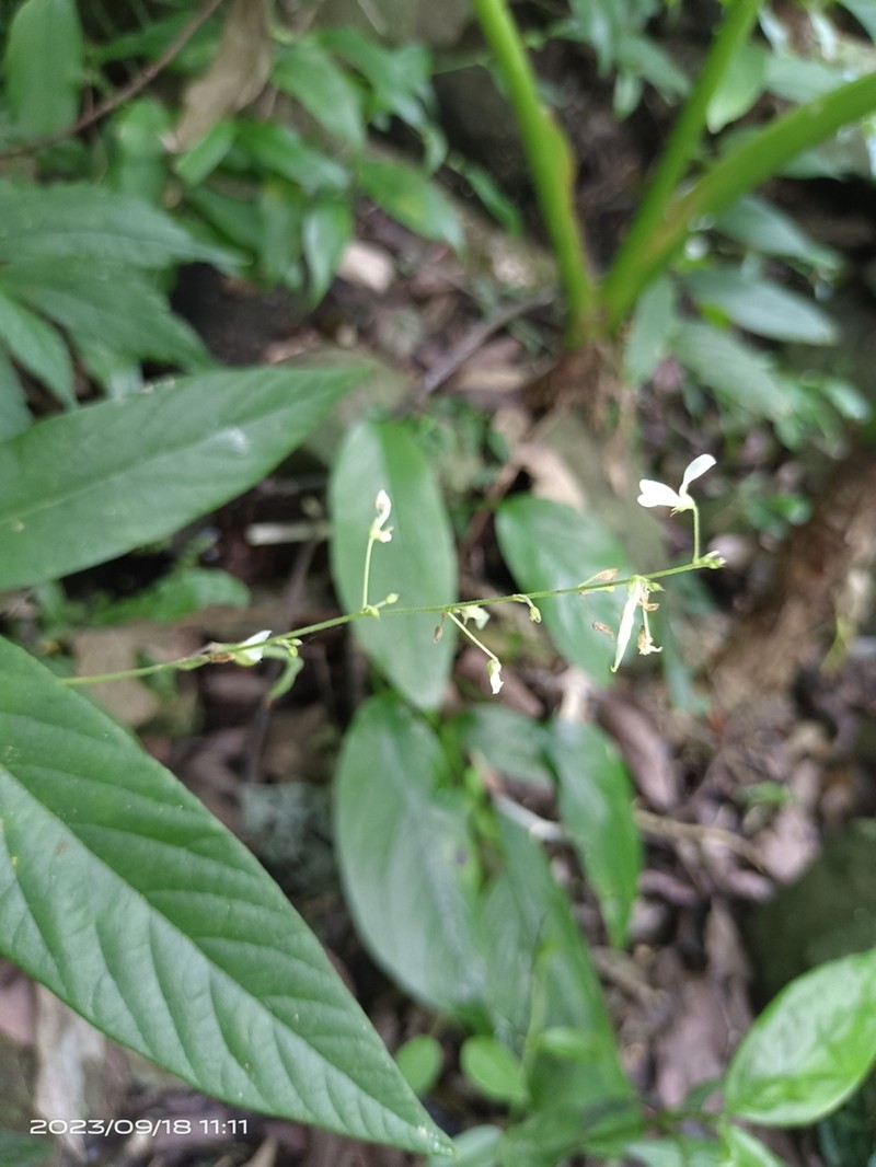 Sohmaea zonata photo 8