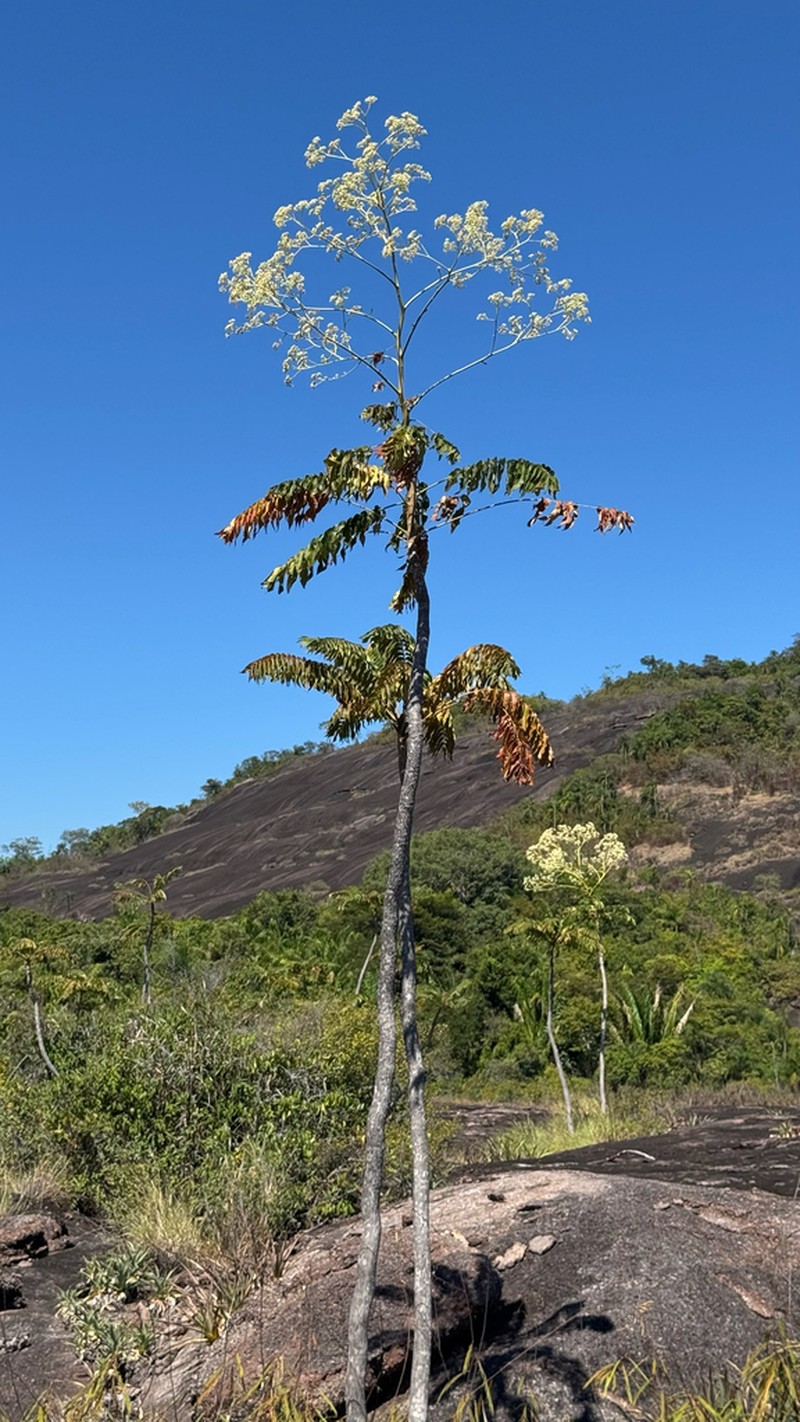 Sohnreyia giraldoana