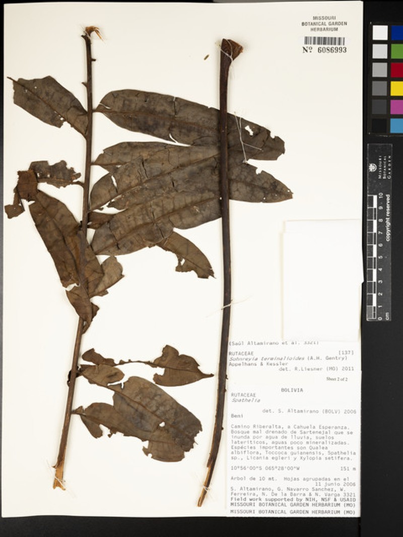 Sohnreyia terminalioides