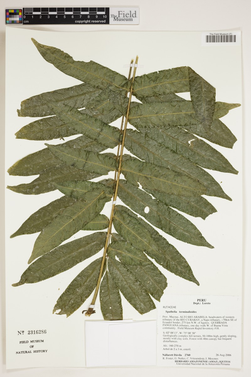 Sohnreyia terminalioides photo 2