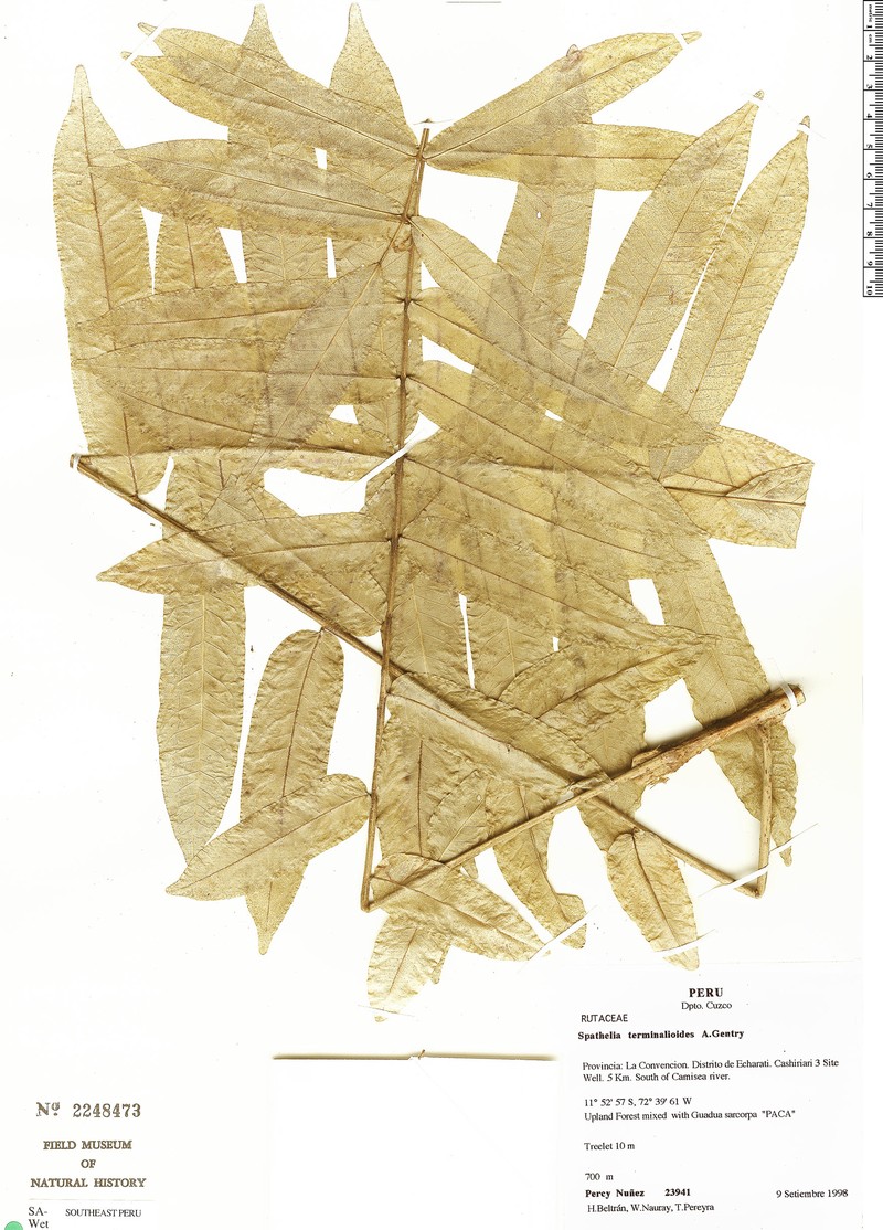 Sohnreyia terminalioides photo 3