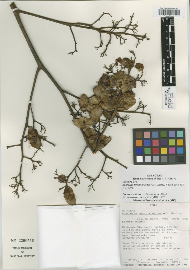 Sohnreyia terminalioides photo 4