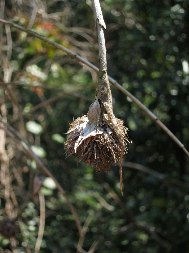 Sokinochloa australis