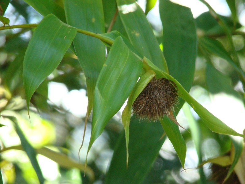 Sokinochloa australis photo 2