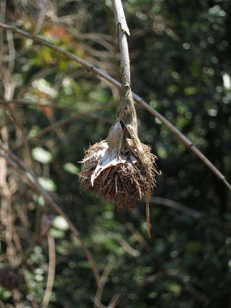 Sokinochloa australis photo 3