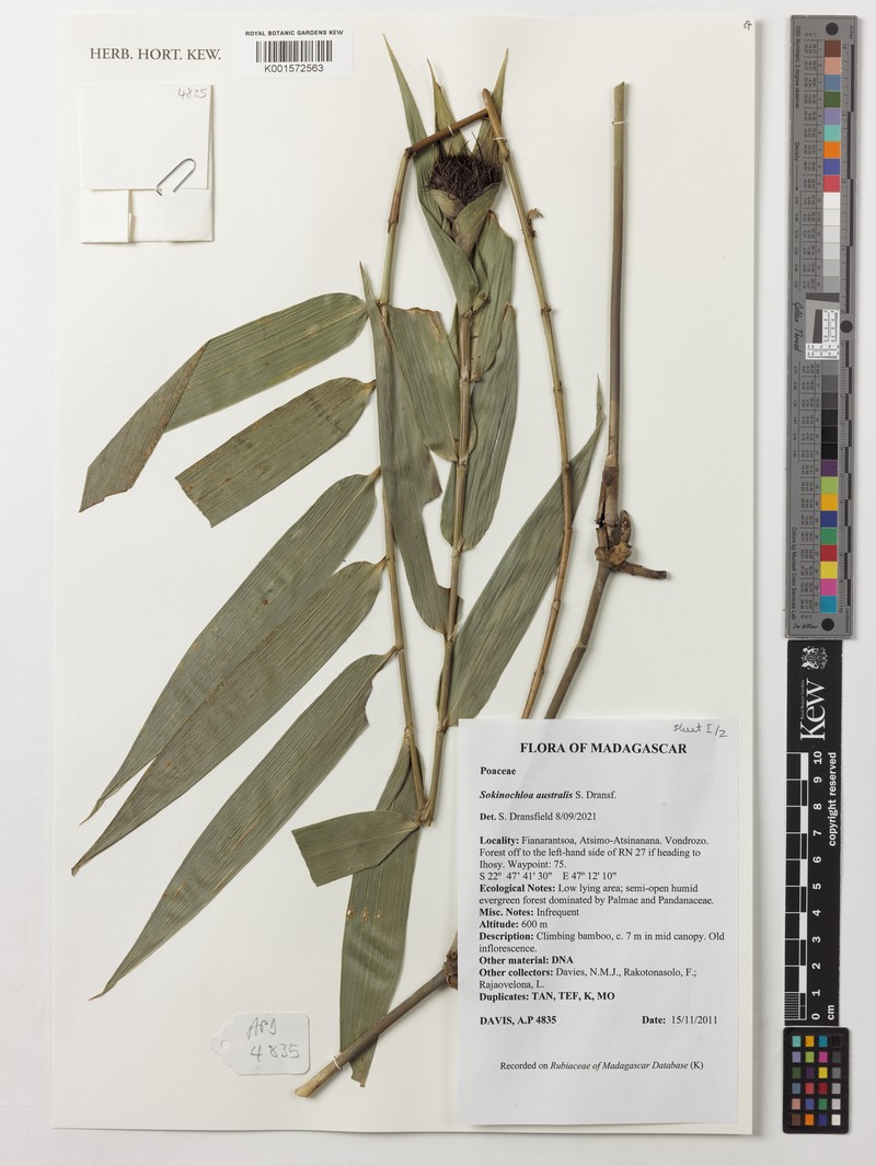Sokinochloa australis photo 4