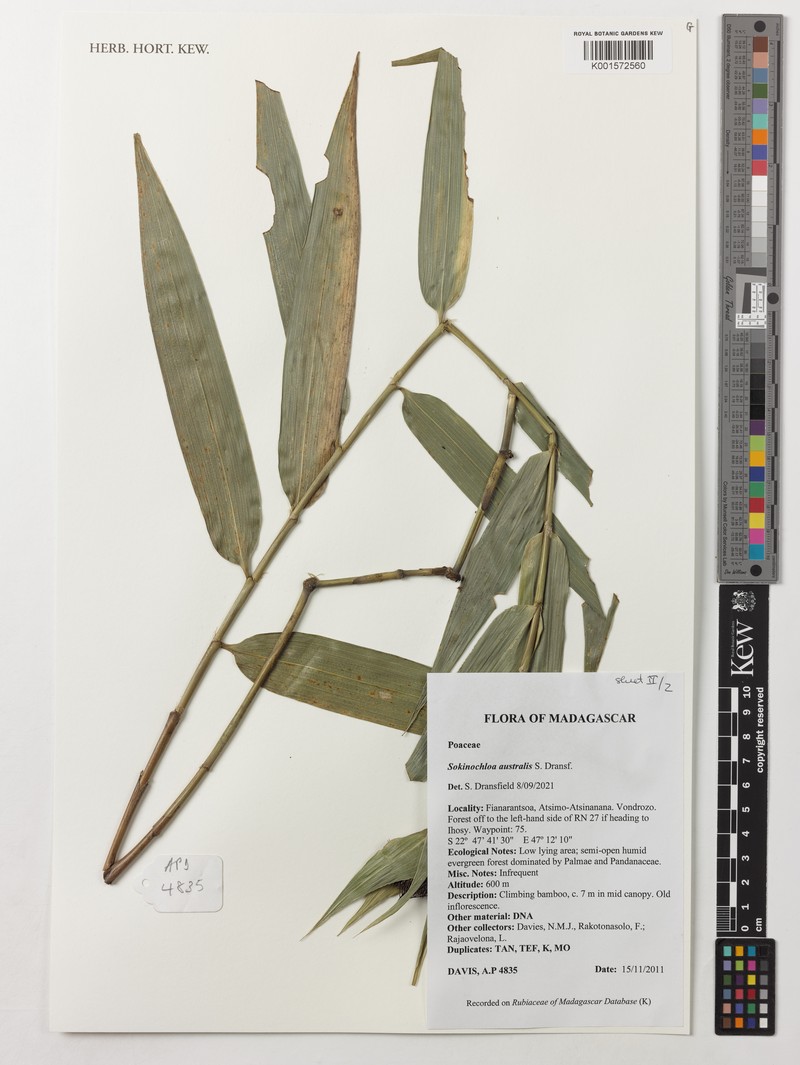 Sokinochloa australis photo 5