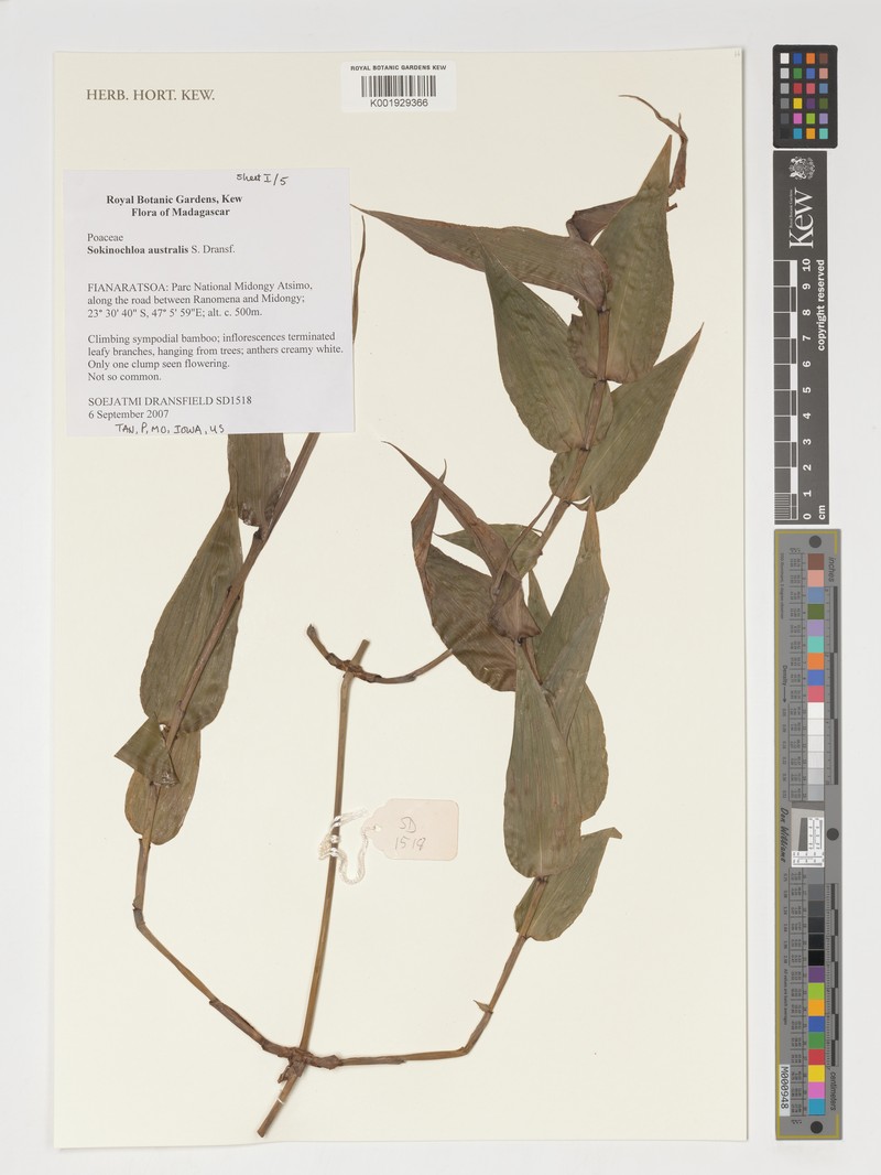 Sokinochloa australis photo 6