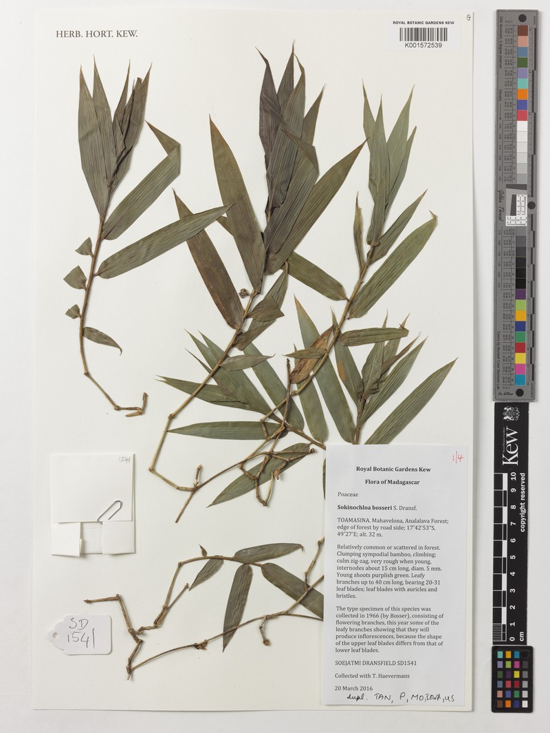 Sokinochloa bosseri