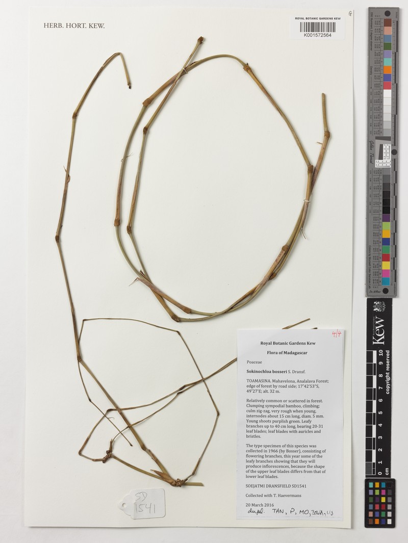 Sokinochloa bosseri photo 2