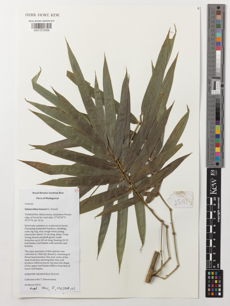 Sokinochloa bosseri photo 3