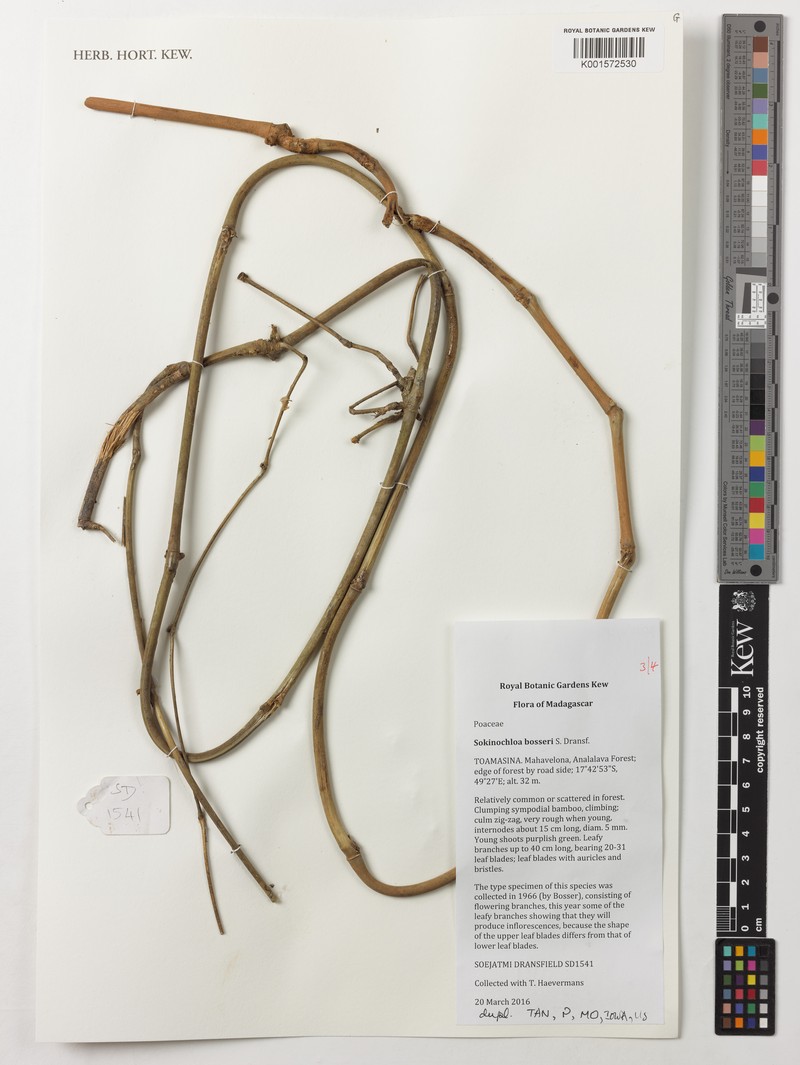 Sokinochloa bosseri photo 4