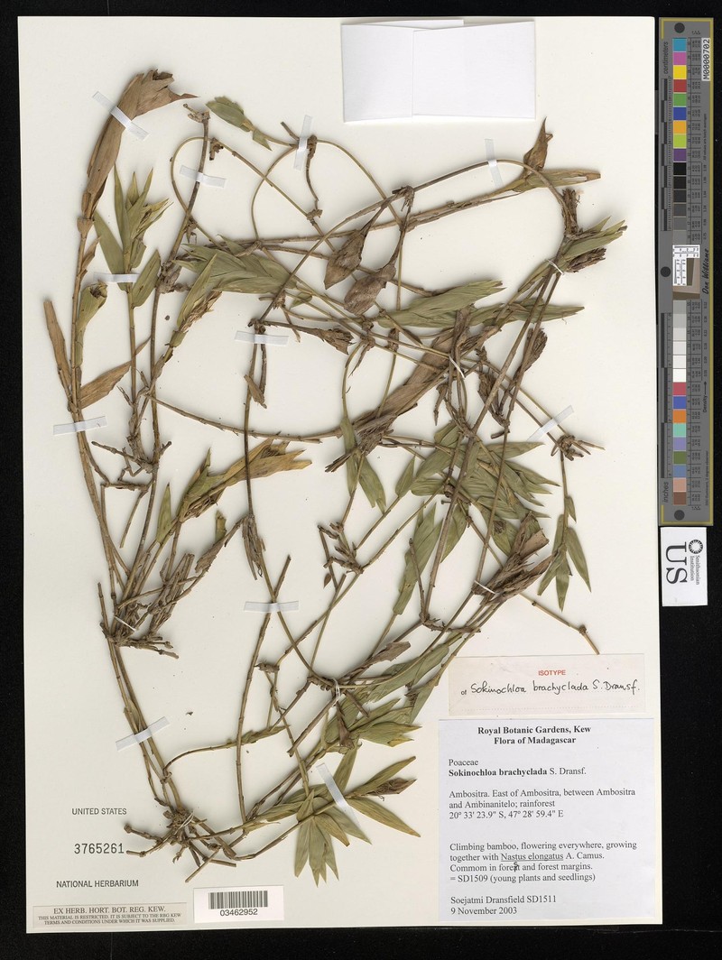 Sokinochloa brachyclada