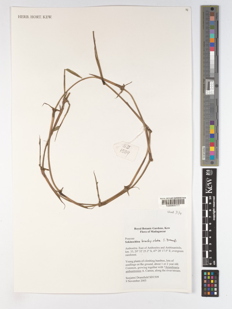 Sokinochloa brachyclada photo 2