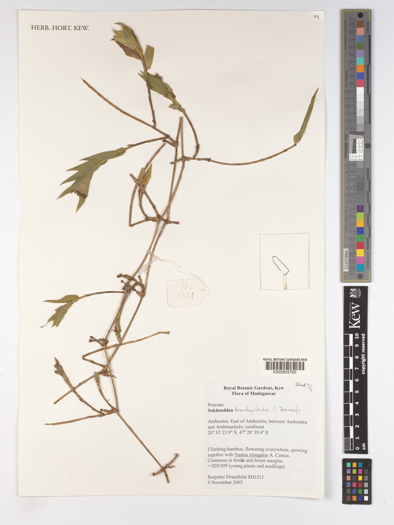 Sokinochloa brachyclada photo 3