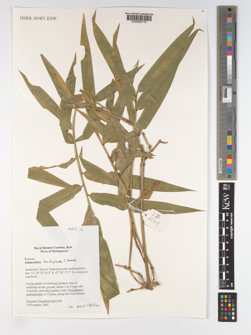 Sokinochloa brachyclada photo 4