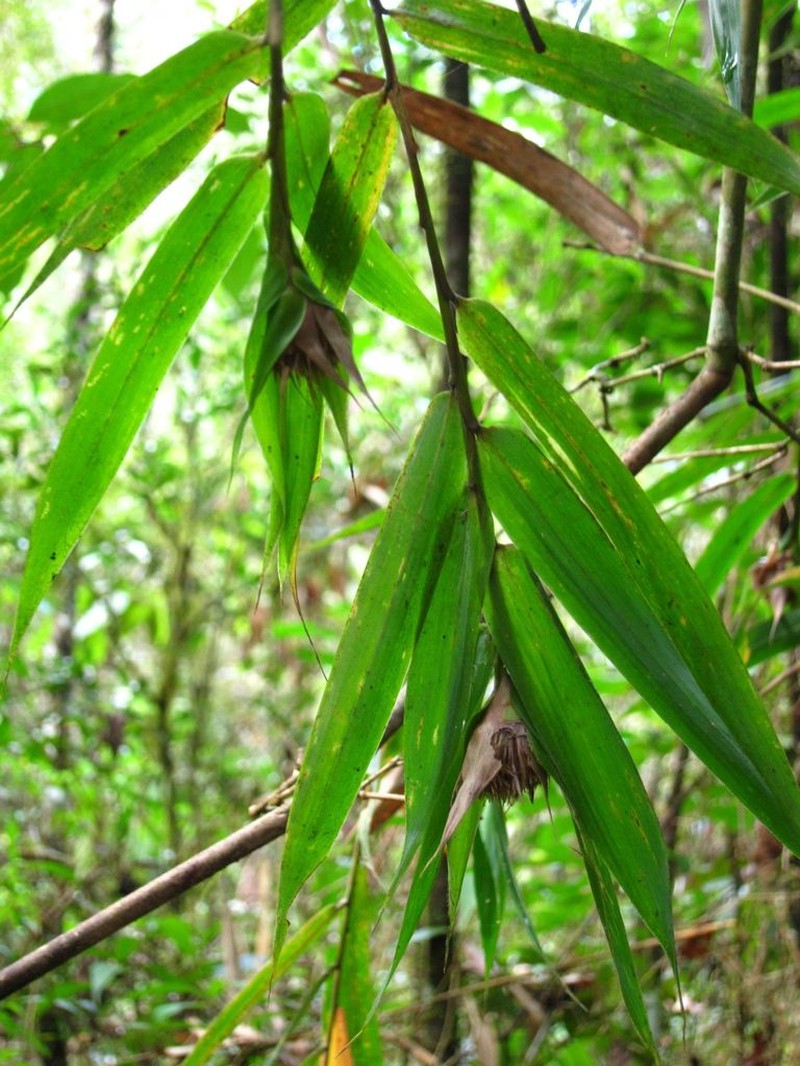 Sokinochloa chapelieri photo 3