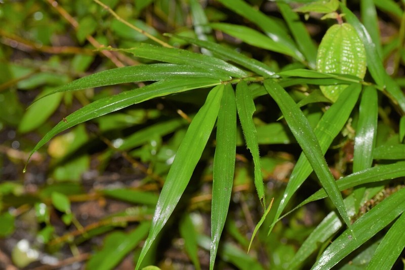 Sokinochloa chapelieri photo 4