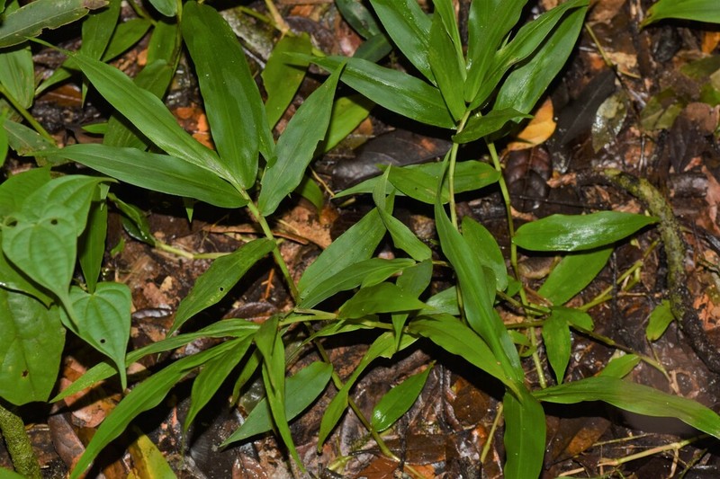 Sokinochloa chapelieri photo 6