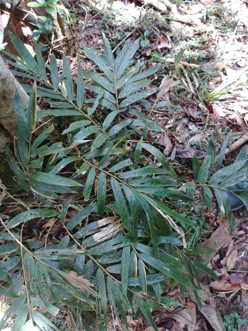 Sokinochloa chapelieri photo 7