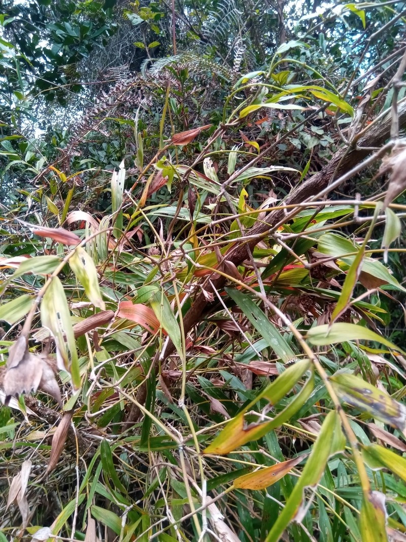 Sokinochloa chapelieri photo 8