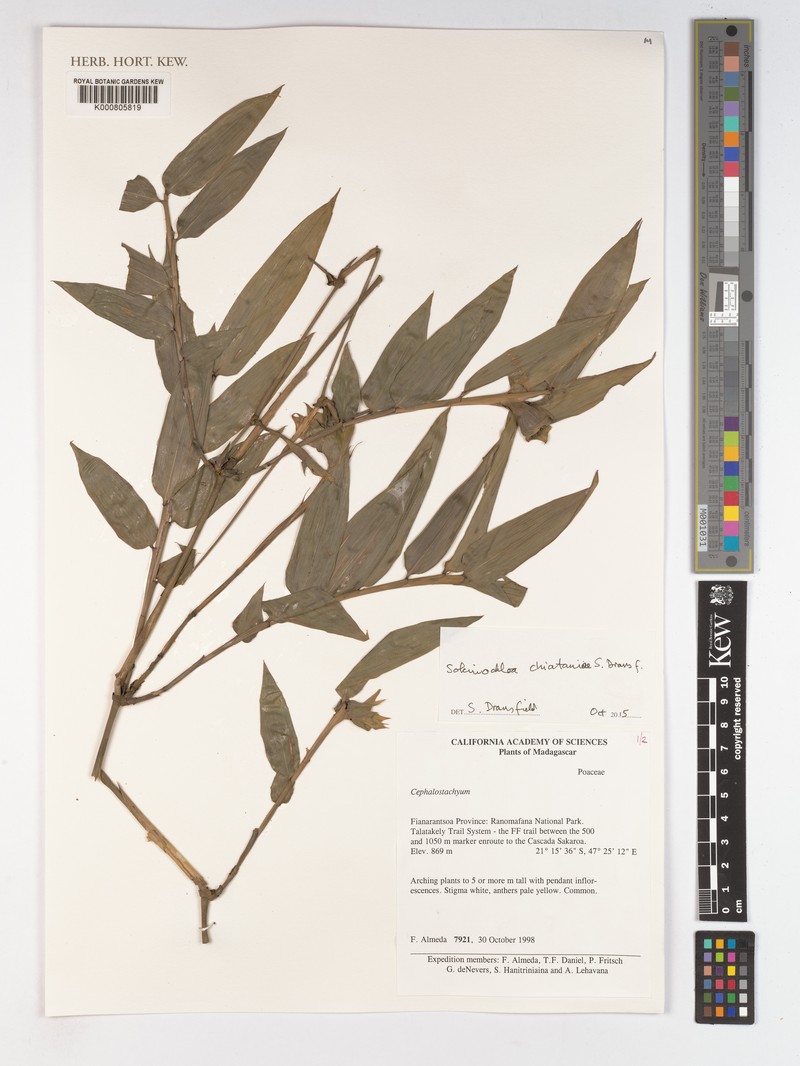 Sokinochloa chiataniae