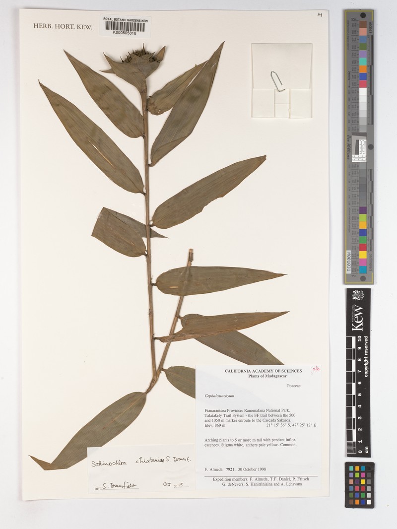 Sokinochloa chiataniae photo 2