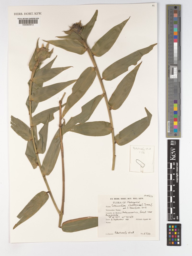 Sokinochloa chiataniae photo 3