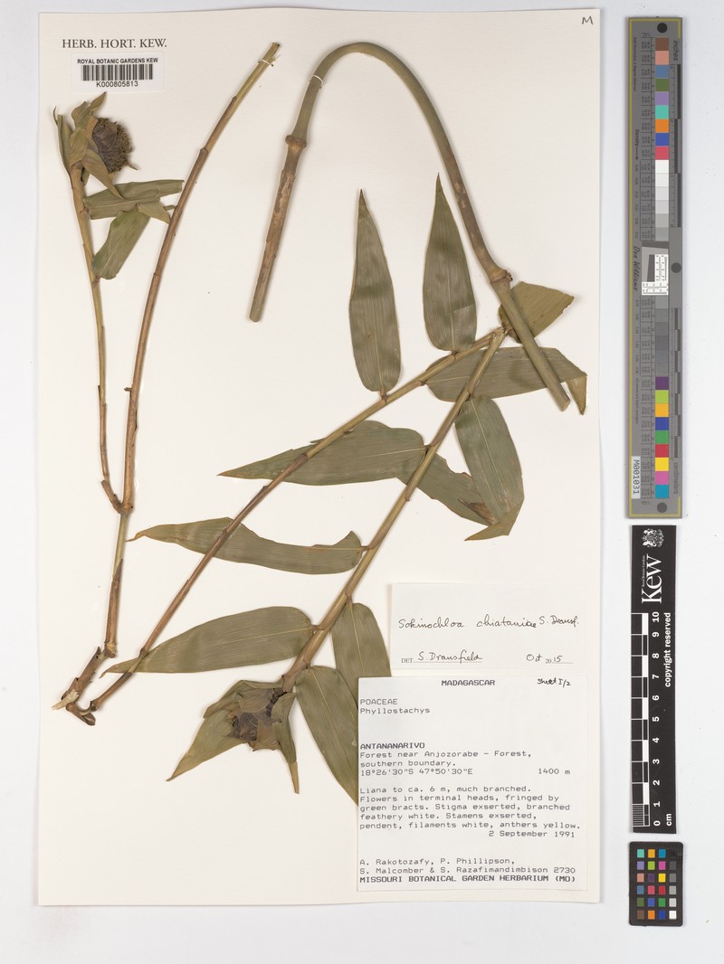 Sokinochloa chiataniae photo 4