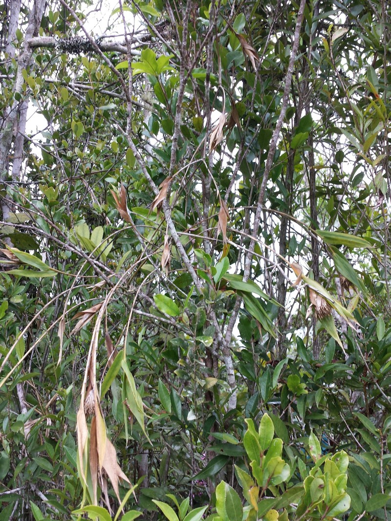 Sokinochloa perrieri