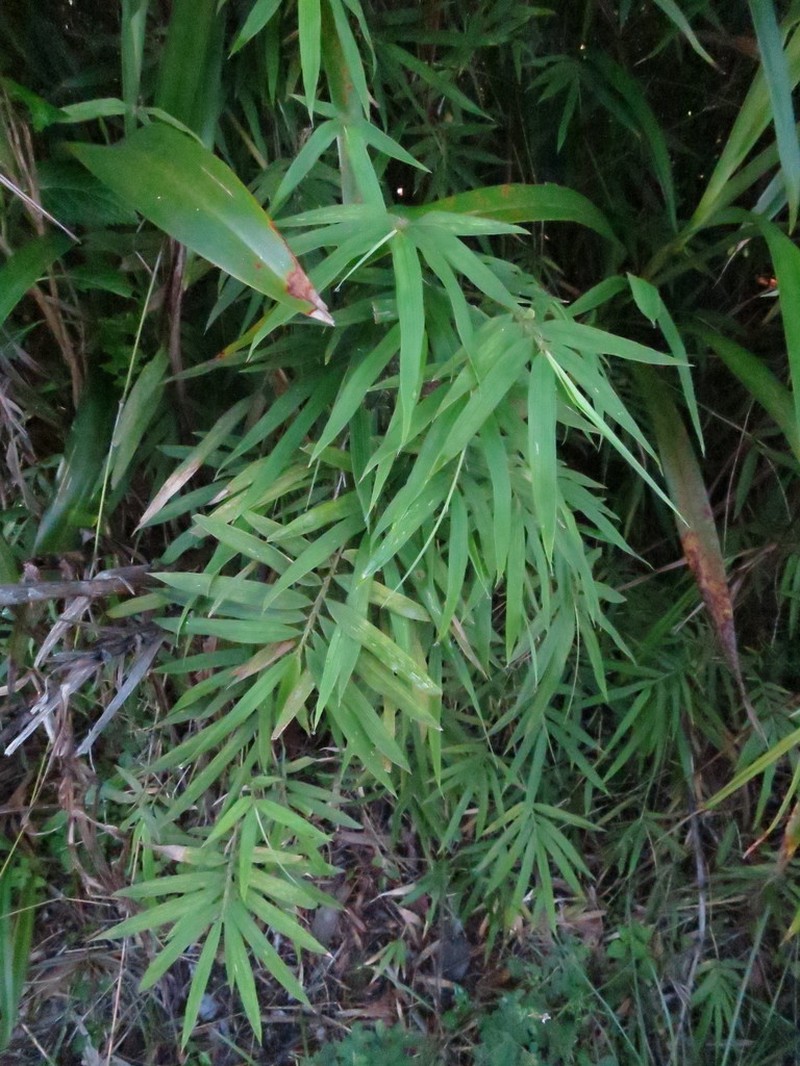 Sokinochloa viguieri