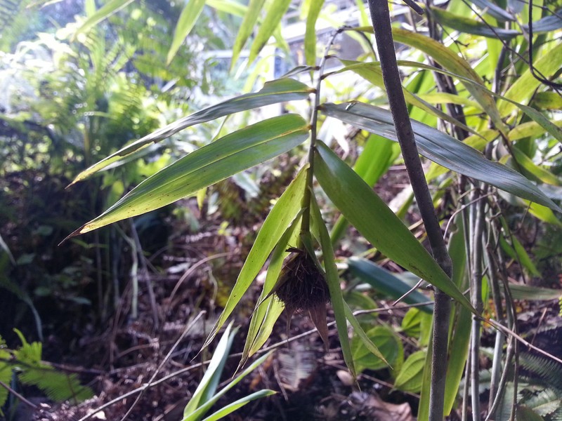 Sokinochloa viguieri photo 2