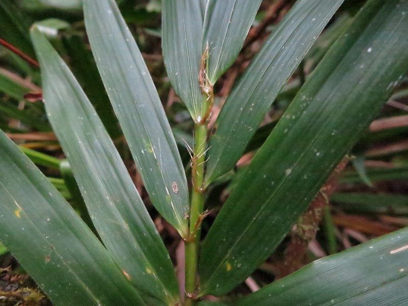 Sokinochloa viguieri photo 3