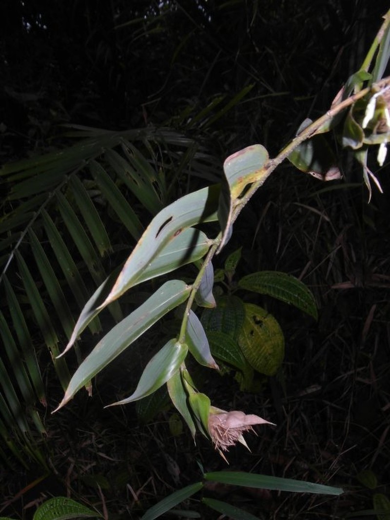 Sokinochloa viguieri photo 4