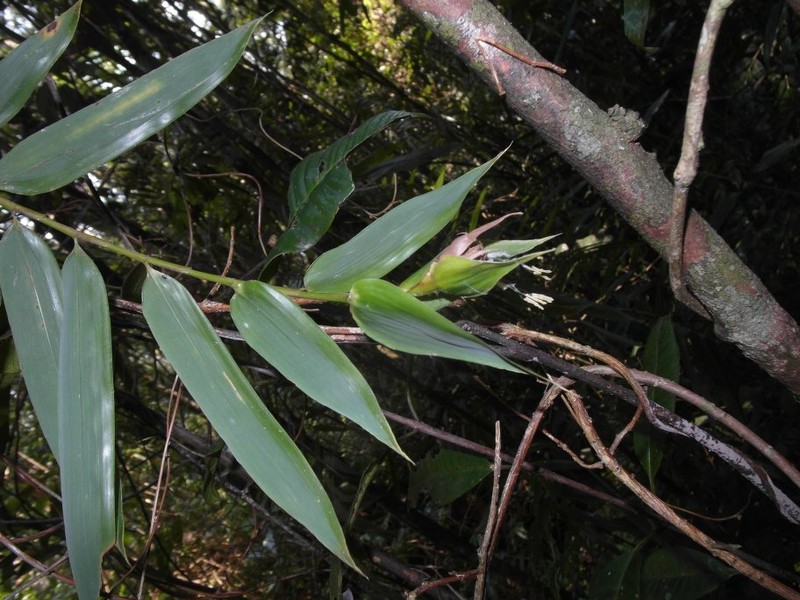 Sokinochloa viguieri photo 5