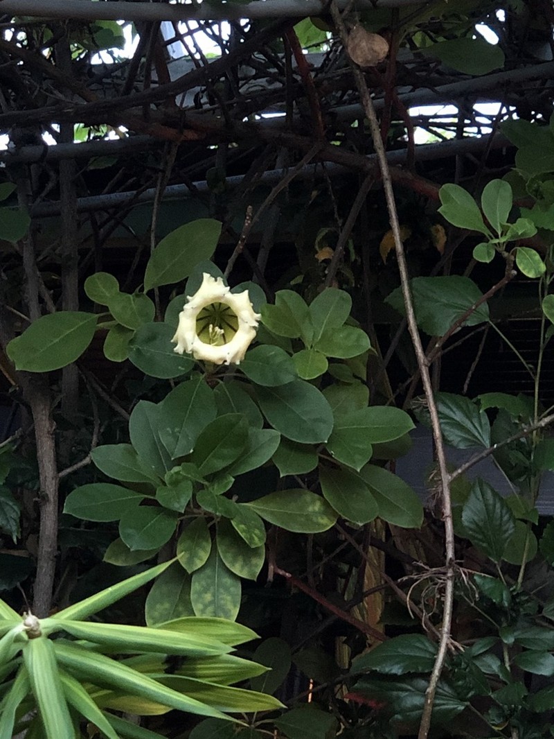 Showy Chalicevine photo 6