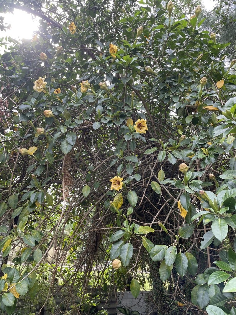 Showy Chalicevine photo 7