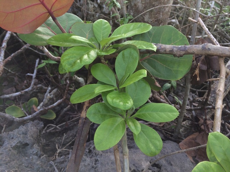 Showy Chalicevine photo 8