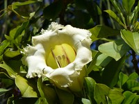 Showy Chalicevine