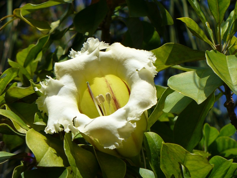 Showy Chalicevine