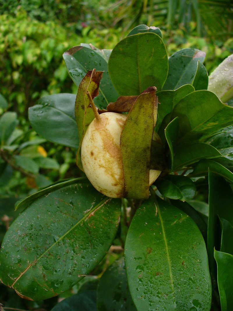 Showy Chalicevine photo 6