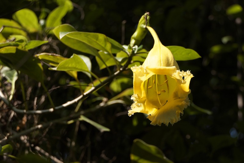 Showy Chalicevine photo 2