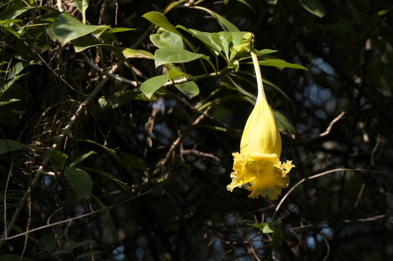 Showy Chalicevine photo 3