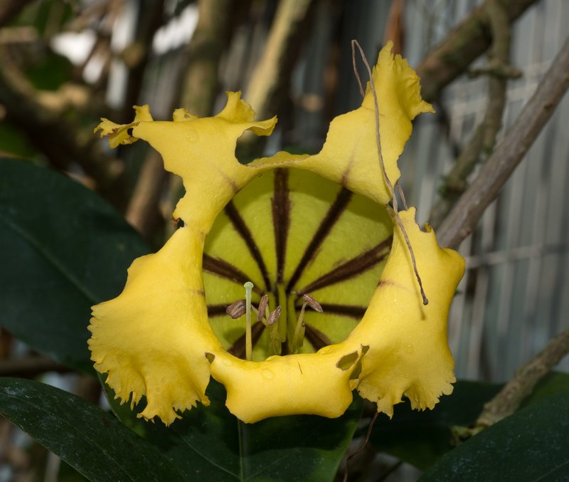 Solandra longiflora