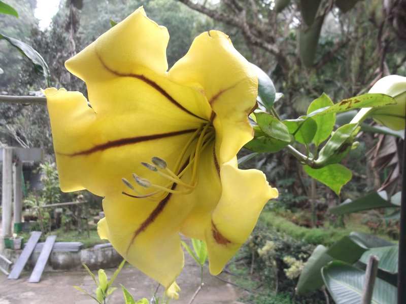 Chalice Vine