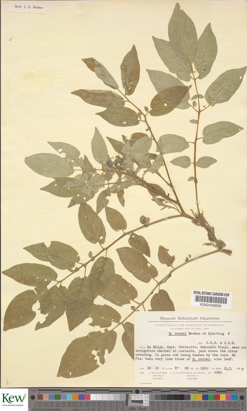 Solanum × rechei