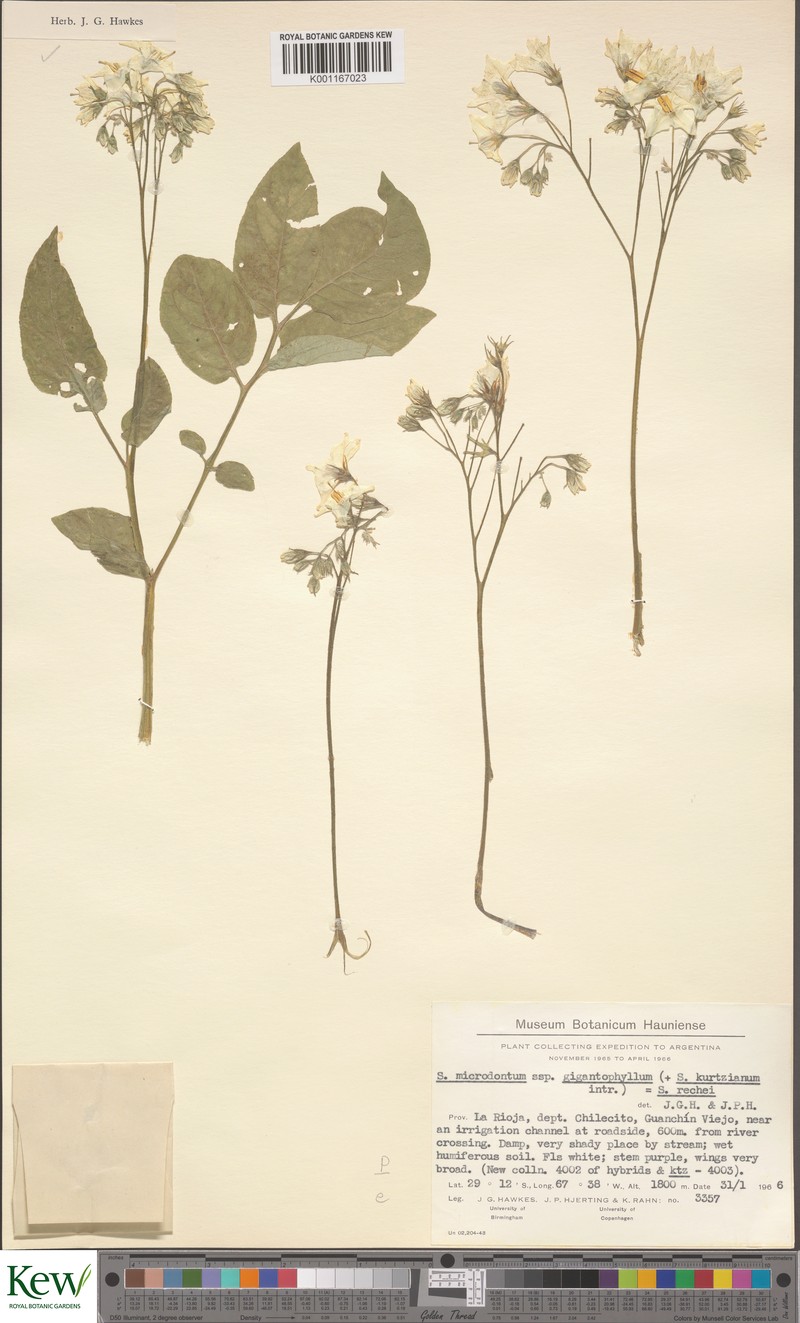 Solanum × rechei photo 2