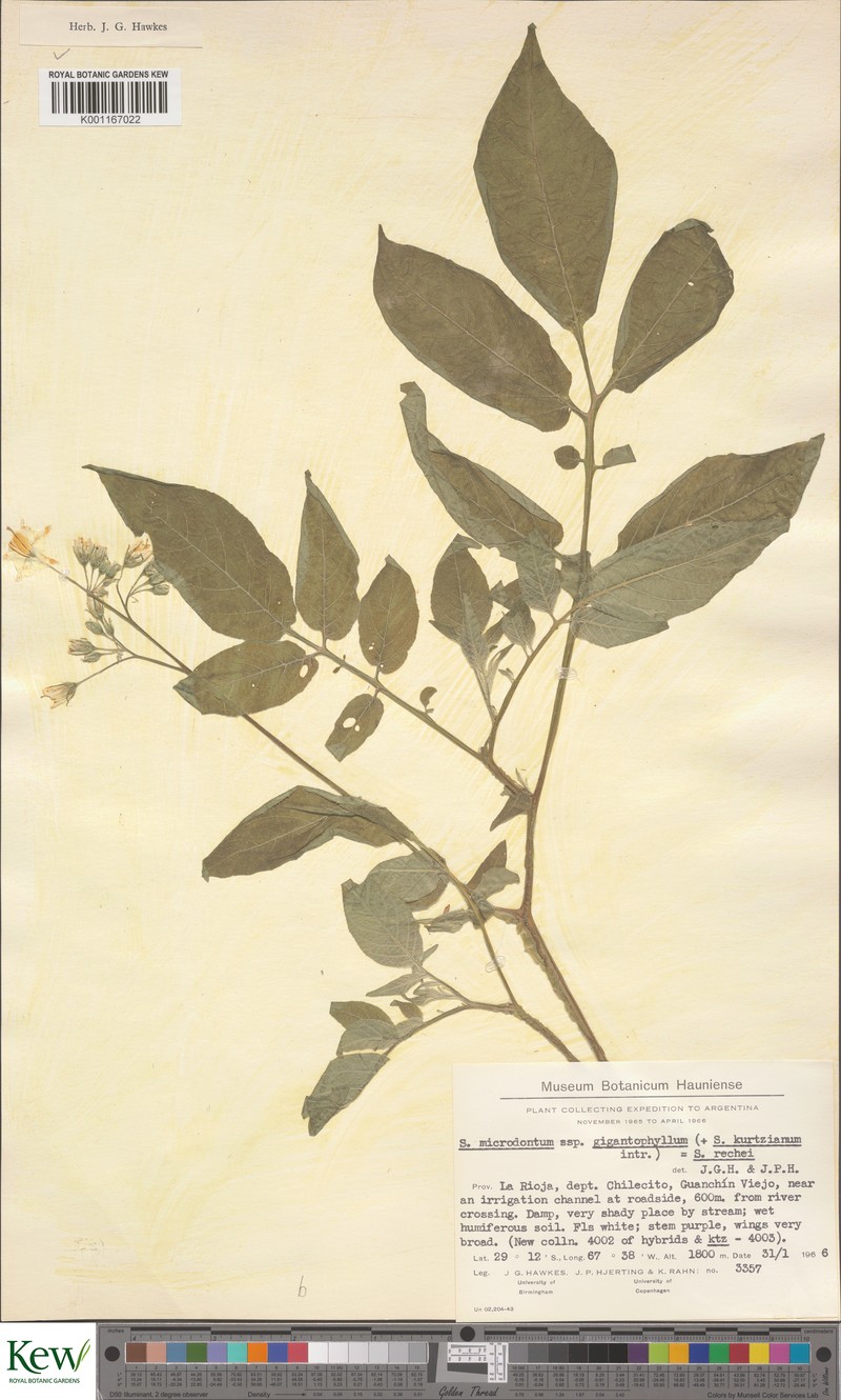 Solanum × rechei photo 3